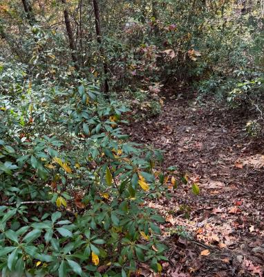 Peaks at Lake Lure Lot 44 - Image# 6