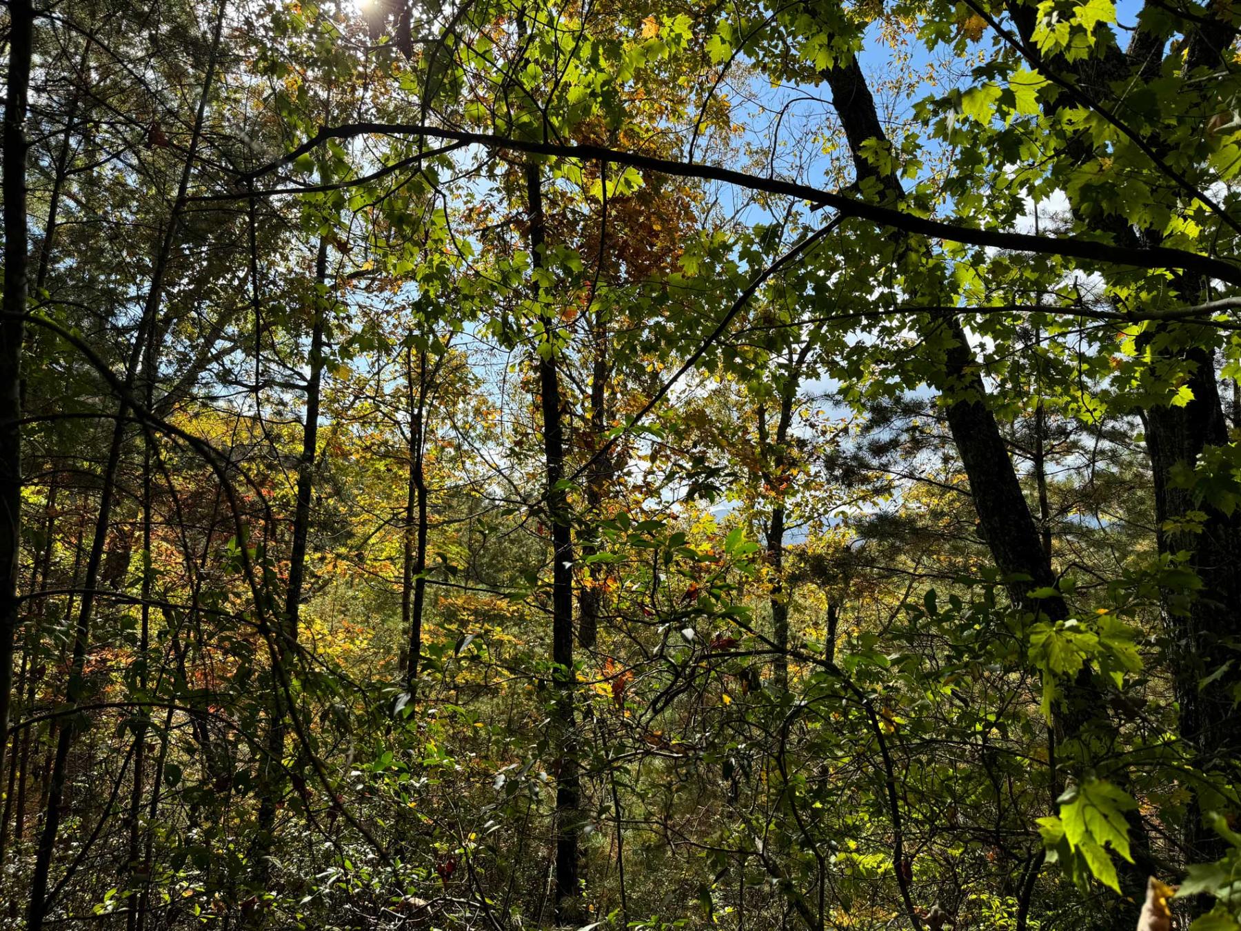 Peaks at Lake Lure Lot 44 - Image# 13