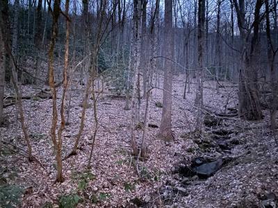 Laurel Ridge Lots - Image# 4